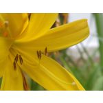 Foto dei utenti OnePlus 6