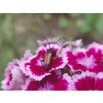 Foto dei utenti OnePlus 6