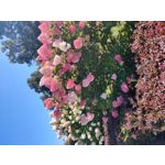 Imágenes de los usuarios OnePlus 7