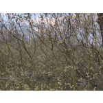 Foto dei utenti OnePlus 7T Pro