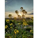 來自這款手機的圖片