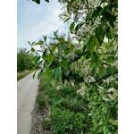 來自這款手機的圖片