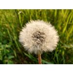 來自這款手機的圖片