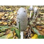 Foto dei utenti OnePlus Open