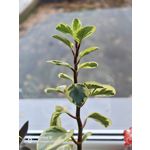 FOTOS AUS DIESEM HANDY