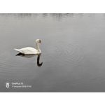 FOTO FATTE CON QUESTO TELEFONO