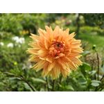 PHOTOS FAITES AVEC CE SMARTPHONE