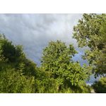 PHOTOS FAITES AVEC CE SMARTPHONE