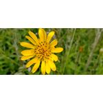 來自這款手機的圖片