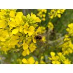 來自這款手機的圖片