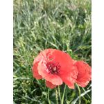 来自这款手机的图片