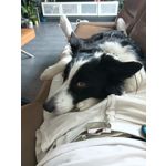 FOTO'S VAN DEZE TELEFOON