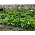 FOTOS AUS DIESEM HANDY