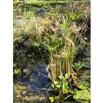 FOTO FATTE CON QUESTO TELEFONO