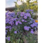 FOTO FATTE CON QUESTO TELEFONO