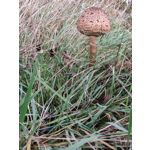 FOTO FATTE CON QUESTO TELEFONO