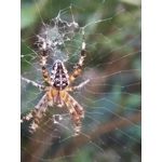 FOTO FATTE CON QUESTO TELEFONO