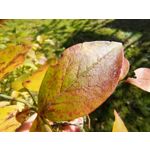 用戶照片 Oppo Reno 2