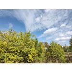 用戶照片 Oppo Reno 2