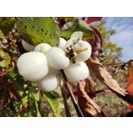 用戶照片 Oppo Reno 2