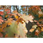 用戶照片 Oppo Reno 2