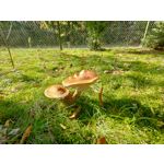 用戶照片 Oppo Reno 2