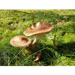 用戶照片 Oppo Reno 2