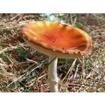 用戶照片 Oppo Reno 2