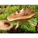 用戶照片 Oppo Reno 2