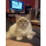 Imágenes de los usuarios Oppo Reno 2Z