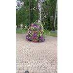 PICTURES FROM THIS PHONE