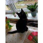 PICTURES FROM THIS PHONE