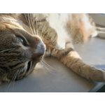 Foto's van de gebruikers Oppo Reno Z