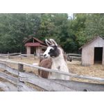 Foto's van de gebruikers Oppo Reno Z