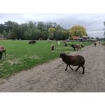 Foto's van de gebruikers Oppo Reno Z