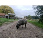 Foto's van de gebruikers Oppo Reno Z