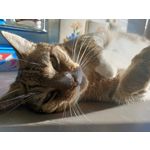 Foto's van de gebruikers Oppo Reno Z