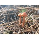 Foto's van de gebruikers Oppo Reno Z