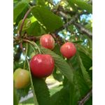 FOTO FATTE CON QUESTO TELEFONO