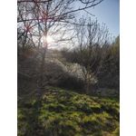 FOTO FATTE CON QUESTO TELEFONO