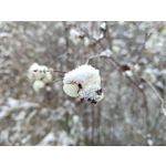 Pictures by this phone Oppo A6 Pro 5G CPH2781 Pictures by this phone Oppo A6 Pro 5G CPH2781