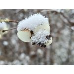 Pictures by this phone Oppo A6 Pro 5G CPH2781 Pictures by this phone Oppo A6 Pro 5G CPH2781