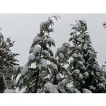 Pictures by this phone Oppo A6 Pro 5G CPH2781 Pictures by this phone Oppo A6 Pro 5G CPH2781