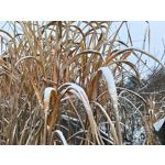 Pictures by this phone Oppo A6 Pro 5G CPH2781 Pictures by this phone Oppo A6 Pro 5G CPH2781