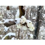 Pictures by this phone Oppo A6 Pro 5G CPH2781 Pictures by this phone Oppo A6 Pro 5G CPH2781