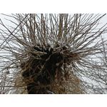 Pictures by this phone Oppo A6 Pro 5G CPH2781 Pictures by this phone Oppo A6 Pro 5G CPH2781