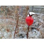 Pictures by this phone Oppo A6 Pro 5G CPH2781 Pictures by this phone Oppo A6 Pro 5G CPH2781