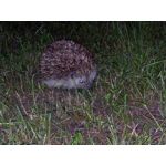 Fotos de usuários Oukitel K10000 Pro