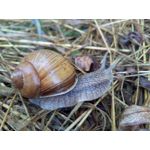 Foto dei utenti Oukitel K6000 Pro