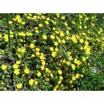 用户照片 Oukitel WP12 Pro